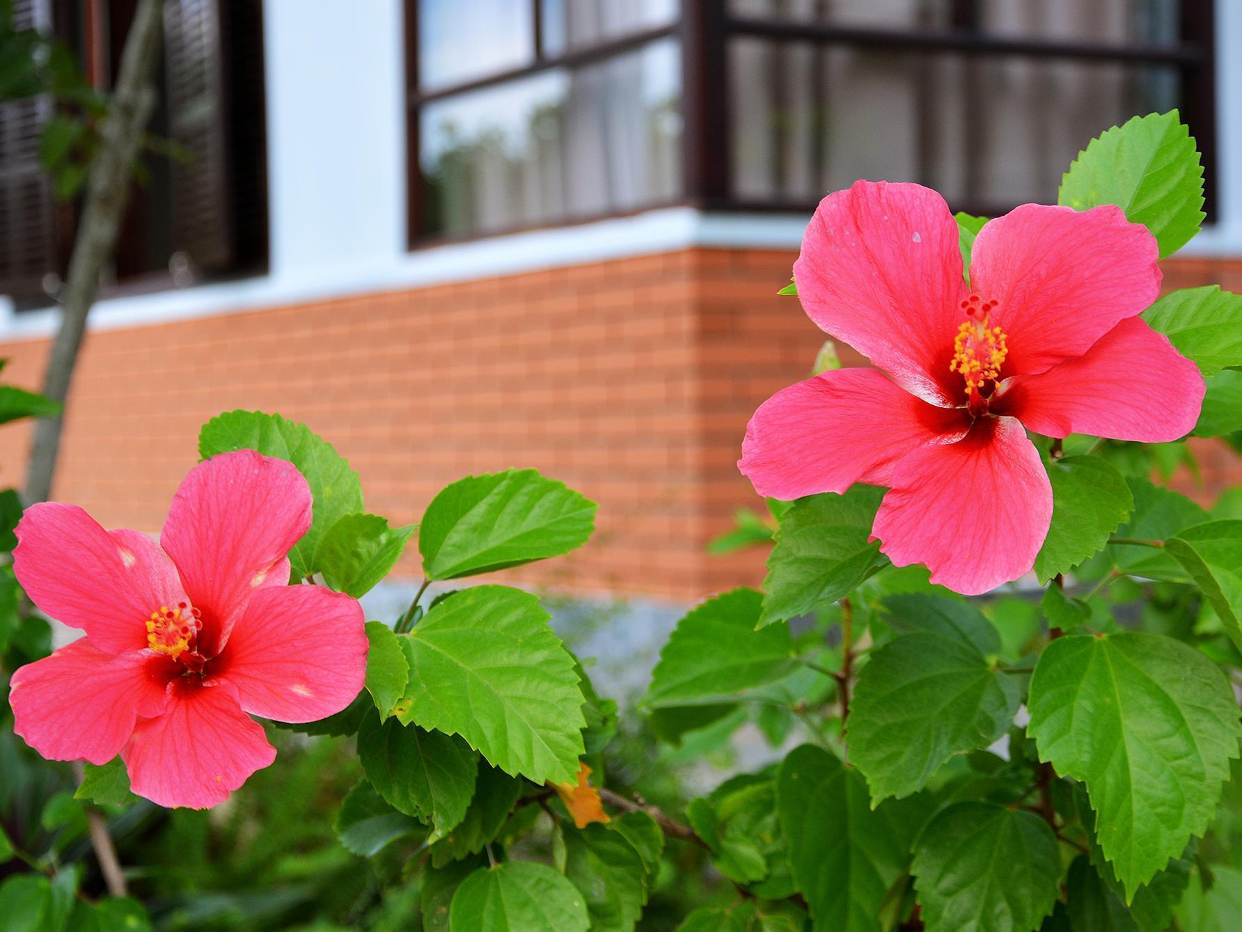 Garden Aroma Homestay Hoi An Zewnętrze zdjęcie